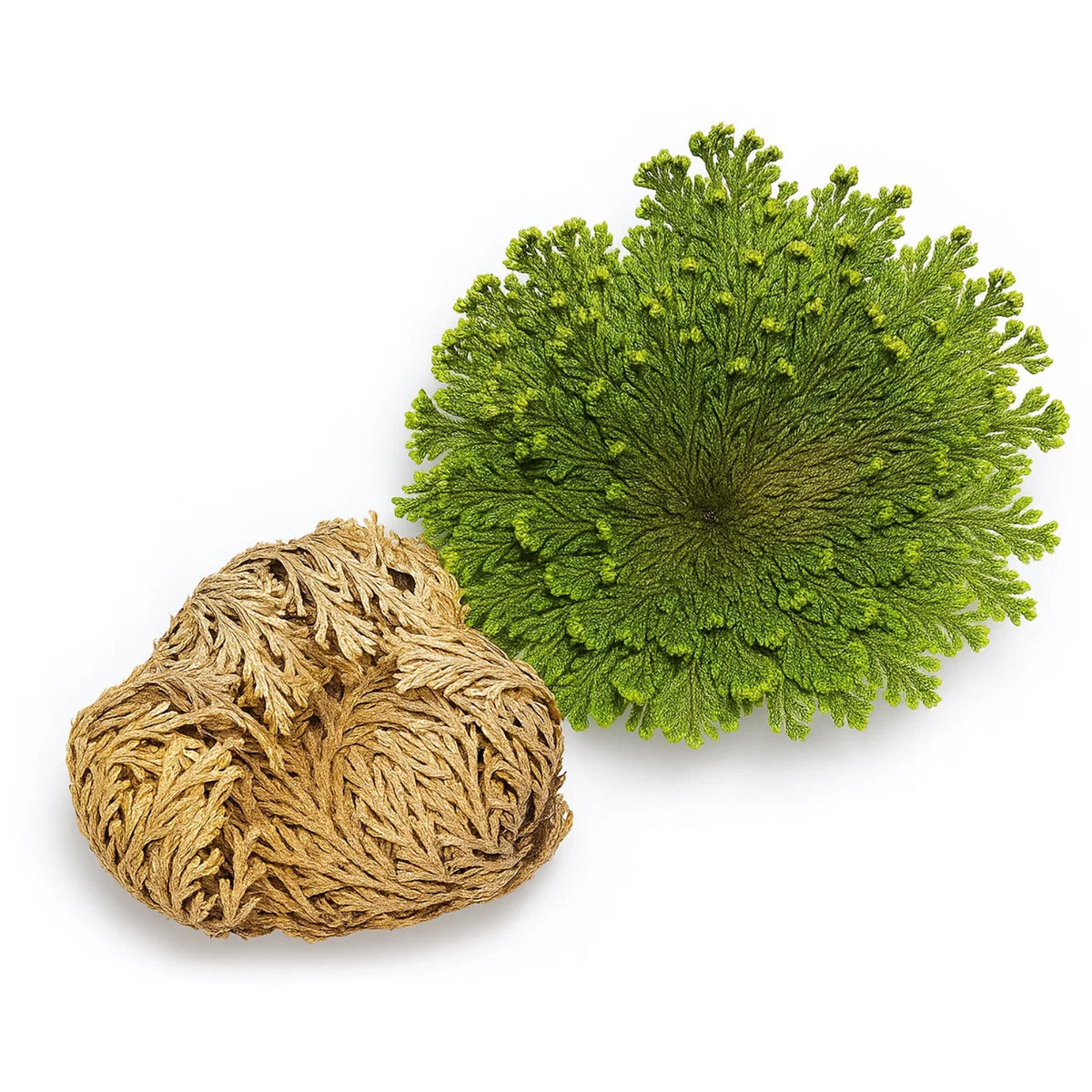 Rose Of Jericho (S)